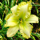 Spacecoast Sun Chaser Daylily